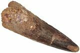 Fossil Spinosaurus Tooth - Real Dinosaur Tooth #310177-1